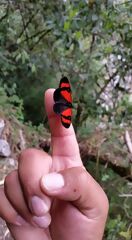 Schmetterling während der Wanderung gesehen