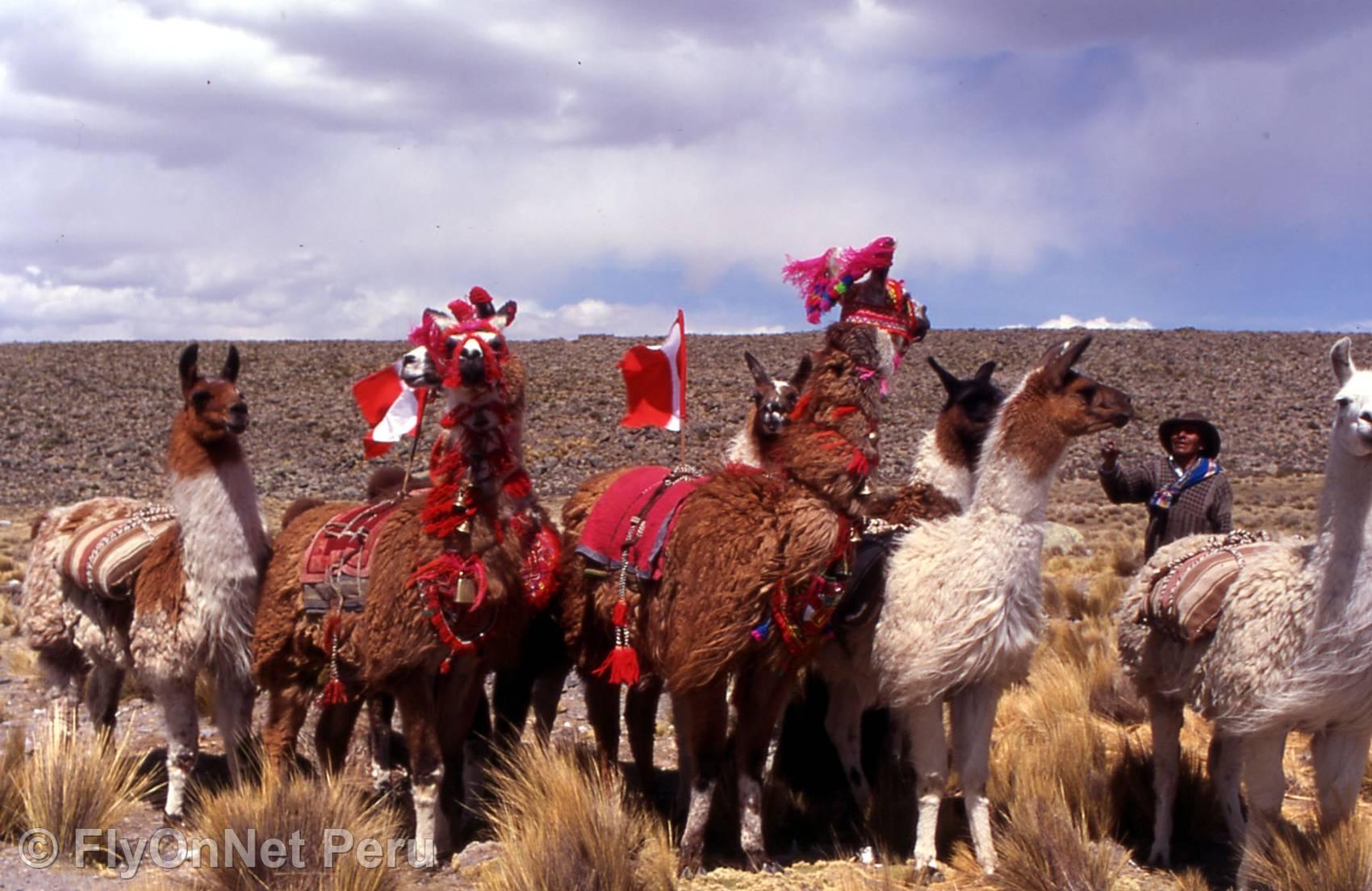 Fotoalbum: Lamas